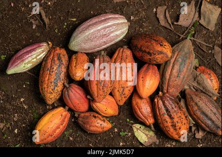 Orangefarbenes Kakaopad lag auf dem Boden über der Ansicht Stockfoto