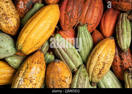 Bunte Kakaoschoten flachen Hintergrund Makro Nahaufnahme Stockfoto