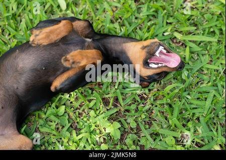 Pincher Hund lag auf dem Rücken in grünem Gras über Ansicht Stockfoto