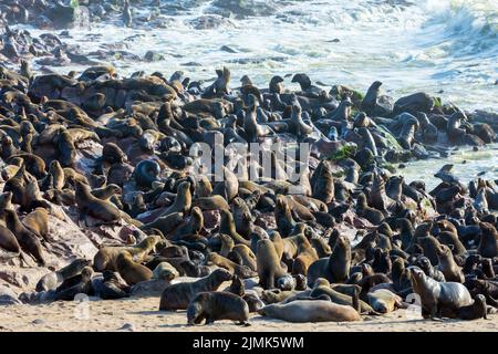 Kolonie von Seehunden. Afrika Stockfoto