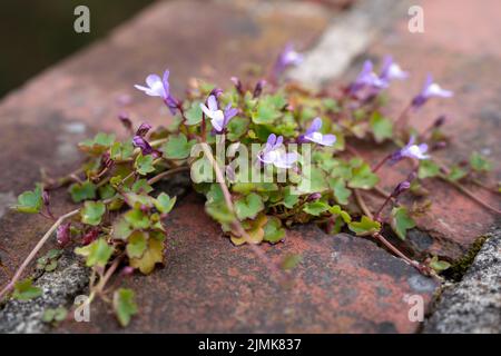 Efeu blättriger Krötenlachs, der an einer Wand in East Grinstead wächst Stockfoto