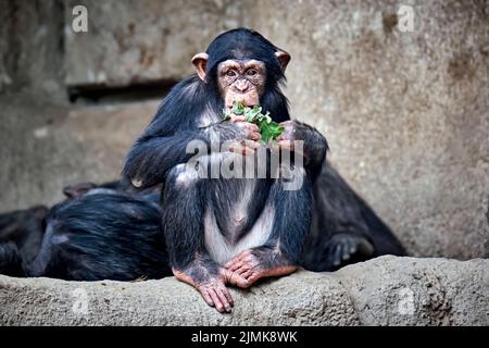 Westafrikanischer Schimpanse (Pan troglodytes verus). Stockfoto