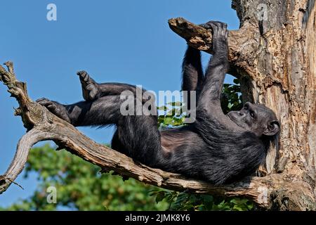 Westafrikanischer Schimpanse (Pan troglodytes verus). Stockfoto