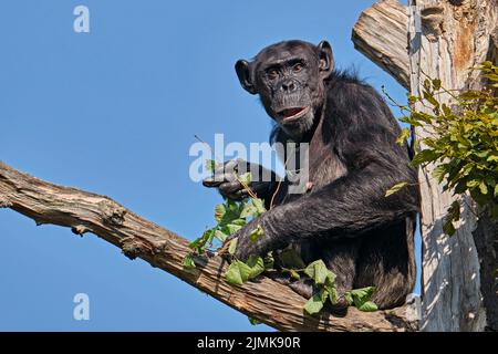 Westafrikanischer Schimpanse (Pan troglodytes verus). Stockfoto