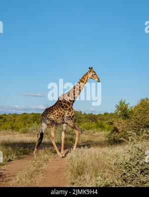 Giraffe in einer Savannah-Landschaft bei Sonnenuntergang in Südafrika im Klaserie Private Nature Reserve im Kruger National Stockfoto