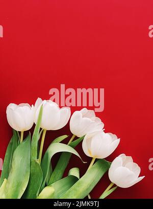 Weiße Tulpen auf rotem Hintergrund, schöne Blumen als flacher Hintergrund, floral Stockfoto