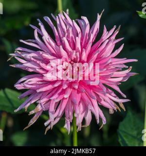 „Park Princess“ gefimbrierte Dahlie, Fransad Dahlia (Dahlia x Hortensis) Stockfoto