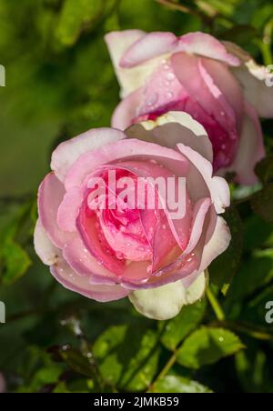 „Eden Rose, MEIGIN, Pierre de Ronsard, Eden Rose 85“ Kletterrose, Klätterros (Rosa) Stockfoto