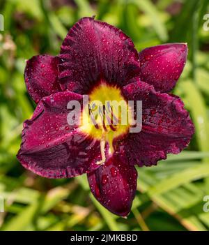 'Bela Lugosi' Taglilie, Daglilja (Hemerocallis) Stockfoto