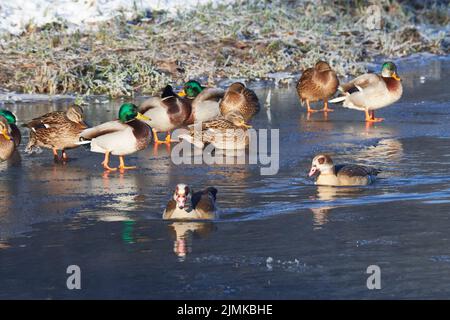 Mallard- und ägyptische Gänse Stockfoto