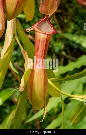 Nepenthes alata, Pitcher Plant Stockfoto