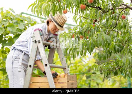 Junge Bäuerin, die Pfirsiche vom Baum im Garten erntet. Eine Frau steht auf einer Leiter und legt Pfirsiche in eine Kiste. Agrarkonzept Stockfoto