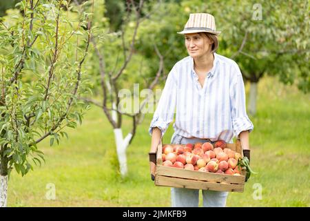 Glückliche Bäuerin, die in ihrem Obstgarten gärtet und frisch geerntete Pfirsiche in einer Holzkiste aus Kunststoff hält Stockfoto