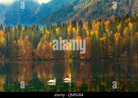 Paar weiße Schwäne auf dem Wasser Stockfoto