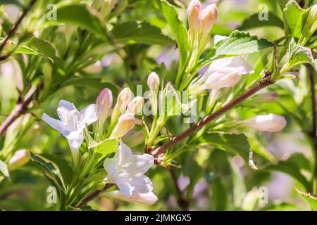 Weiße rosa Blüten von Weigela Florida Variegata. Floraler Hintergrund, botanisches Konzept Stockfoto