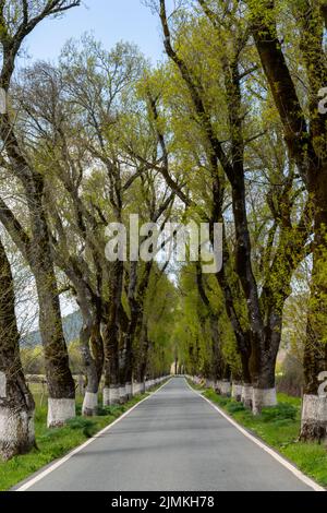 Vertikaler Blick auf eine malerische Straße im Hinterland, gesäumt von hohen Bäumen in frühlingshaftem Grün Stockfoto