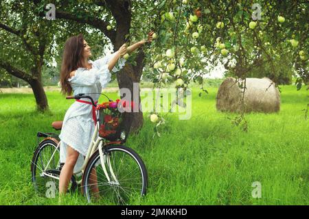 Frau auf dem Fahrrad pflückt frische Äpfel vom Baum im Dorfgarten Stockfoto