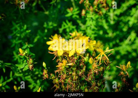 Viele zarte gelbe Blüten der Hypericum perforatum Pflanze, allgemein bekannt als Perforat oder Johanniskraut, in einem Garten an einem sonnigen Frühlingstag Stockfoto