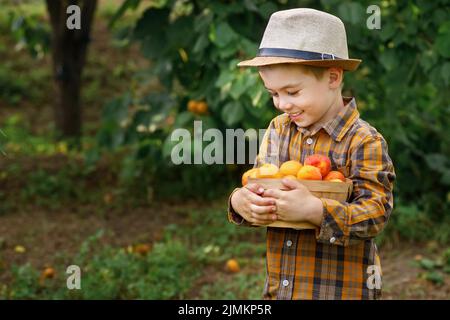 Lächelndes Kind Junge hält Korb mit Aprikosen Stockfoto