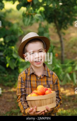 Glückliches Kind Junge hält Korb mit Aprikosen Stockfoto