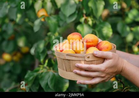 Nahaufnahme des Korbes mit Aprikosen in den weiblichen Händen Stockfoto