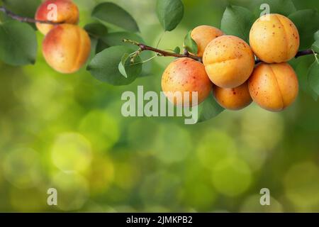 Reife Aprikosen hängen im Garten auf dem Ast Stockfoto