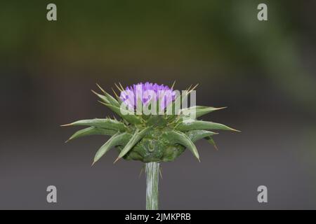 Milchdistel (Silybum marianum), Rheinland, Deutschland Stockfoto