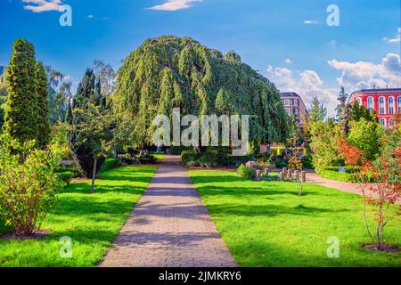 Alte große Weide wächst in der Nähe der Straße auf dem Holmen Friedhof in Kopenhagen, Dänemark. Stockfoto