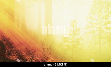 Marvelous scenery of the coniferous forest at the end of autumn Stockfoto