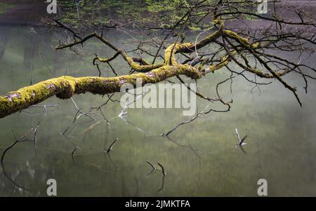 Alter moosiger Ast an einem Seeufer, der über dem Wasser hängt Stockfoto