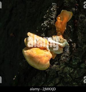 Sonnenbeschienene Schelfpilze, auch Bracketpilz genannt, Basidiomycete, wächst auf einem Baum Stockfoto