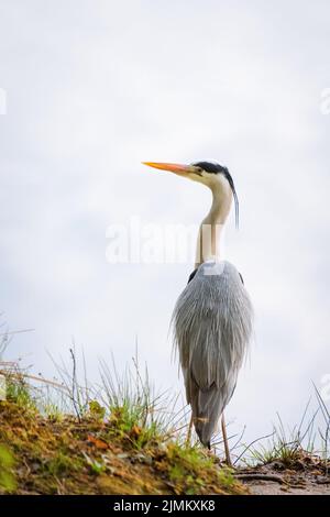 Großer Blaureiher am Ufer Stockfoto