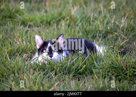 Niedliche schwarze Katze liegt auf grünem Rasen, flache Schärfentiefe Porträt. Stockfoto