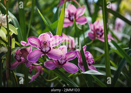 Cymbidium devonianum - lila Boot Orchideen blühen im Gewächshaus Stockfoto