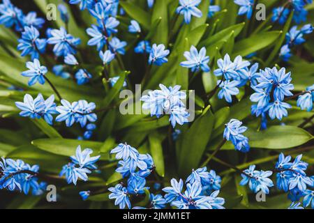 Frühlingsblumen Hintergrund der blauen Scilla Blumen (sibirischer Tintenkeller, Saphirstern, Holzkiel) blüht im April Stockfoto