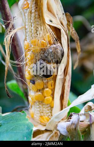 Nahaufnahme von Huitlacoche in der Maispflanze Stockfoto