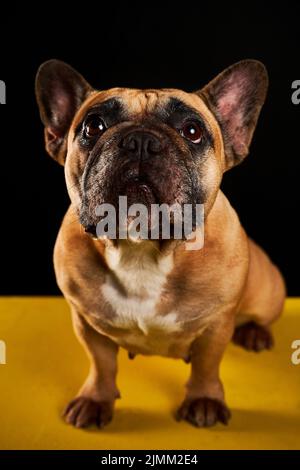 Eine braune französische Bulldogge isoliert auf schwarzem Hintergrund Stockfoto