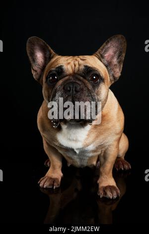 Eine braune französische Bulldogge isoliert auf schwarzem Hintergrund Stockfoto