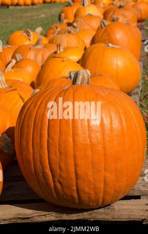 Der Haufen von Kürbissen zum Verkauf an Halloween oder für Kuchen beim Mumfest in New Bern, North Carolina Stockfoto