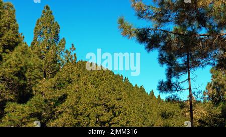 Kanarienkiefer (Pinus canariensis) Wald 4. Von Llano de la Mosca (Fly's Plain), in der Nähe von El Pilar, La Palma, Kanarische Inseln, Spanien, 2019-01-03 13:0 Stockfoto