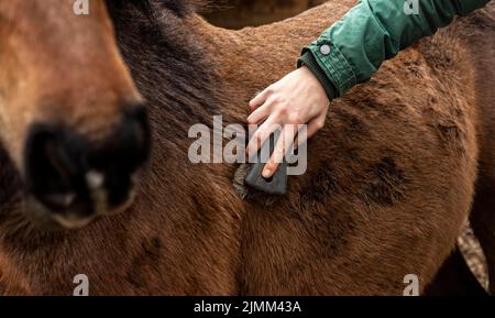 Nahaufnahme Hand Bürsten Pferd Stockfoto