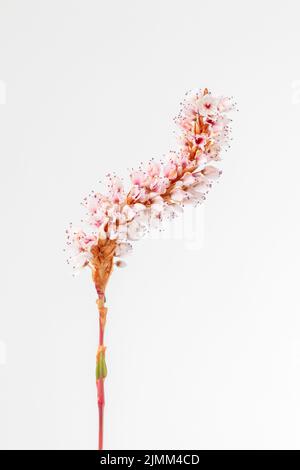 Closeup Bild von Persicaria affinis 'Darjeeling Red' vor einem weißen Hintergrund Stockfoto