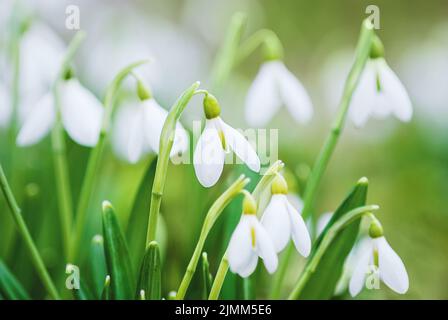 Frühlingsblumen Hintergrund, weiße Schneeglöckchen Nahaufnahme und grünes Gras Stockfoto