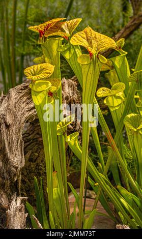 Gelbe Krug-Pflanze (Sarracenia flava) in der botanischen Wilhelma, Baden Württemberg, Deutschland, Europa Stockfoto