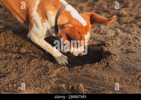 High Angle Hund am Meer Stockfoto