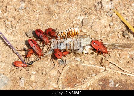 Rote Assassinbugs ernähren sich von den Resten einer großen Heuschrecke. Sie gehören zu einer großen Familie, meist bunt gefärbte Raubtiere. Ihr Biss ist Schmerz Stockfoto