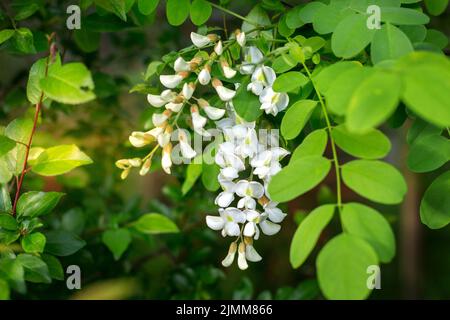 Robinia pseudoacacia mit weißer Blüte Stockfoto