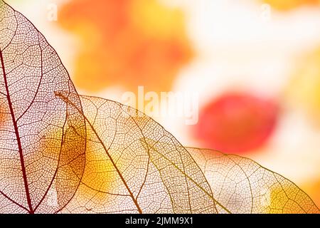 Schöne transparente orange Herbstblätter Stockfoto
