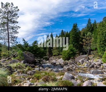 Blick auf den Arado-Fluss und den Wald im Peneda-Geres Nationalpark in Portugal Stockfoto