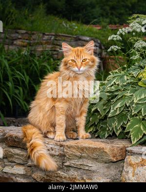 Ingwer-Katze sitzt vor der Kamera, Nahaufnahme von Ingwer-Kätzchen Stockfoto